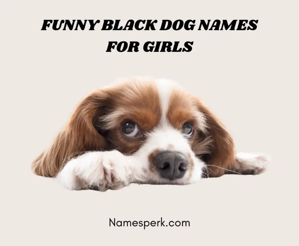 Funny Black Dog Names for Girls