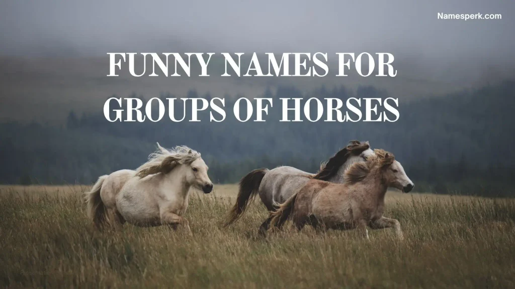 Funny Names for Groups of Horses