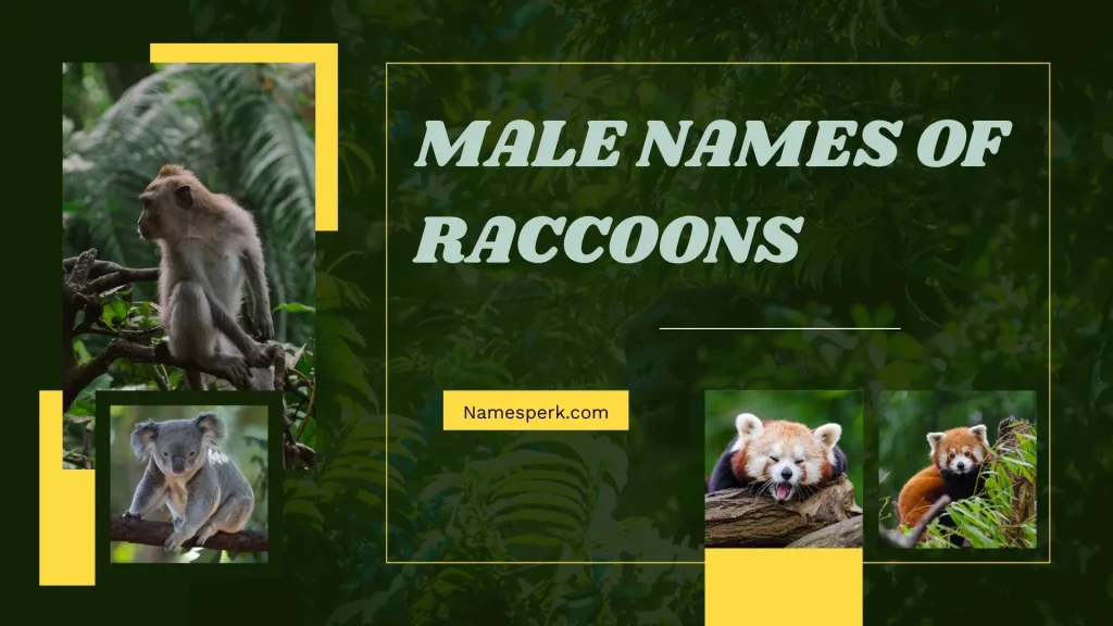 Male Names of Raccoons