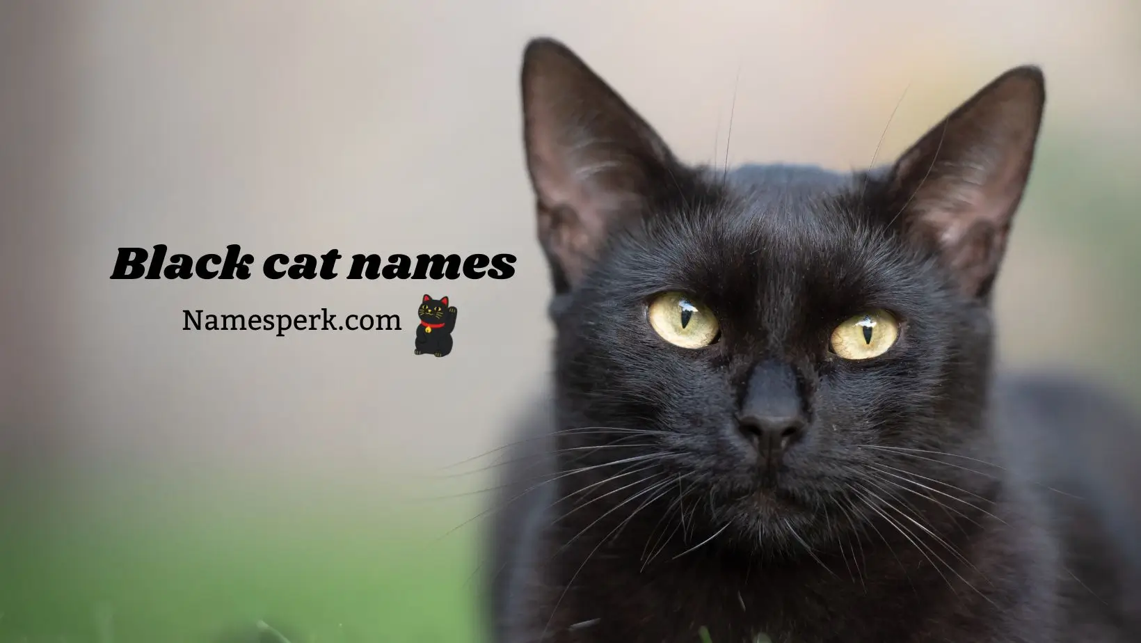 best Black cat names