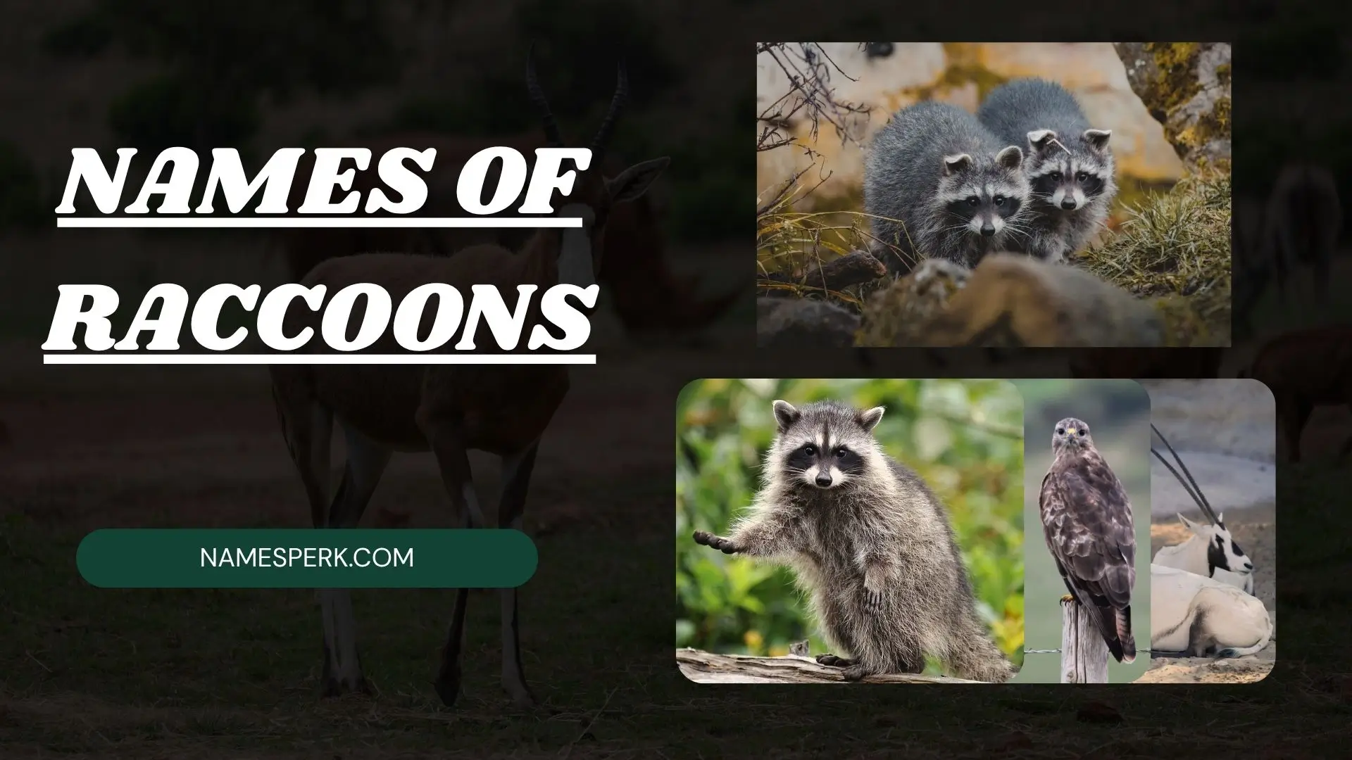 names of raccoons