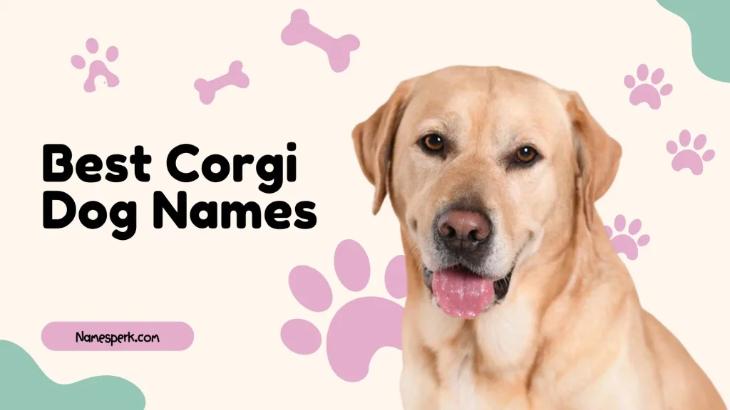Best Corgi Dog Names