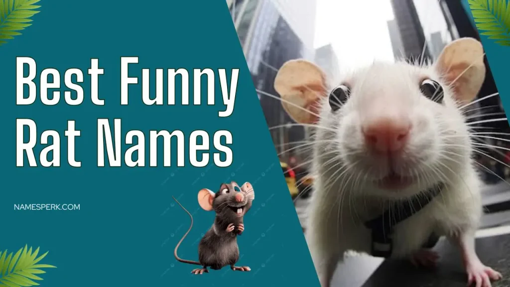 Best Funny Rat Names