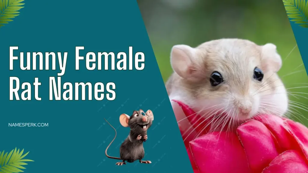 Funny Female Rat Names
