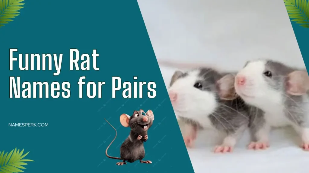 Funny Rat Names for Pairs