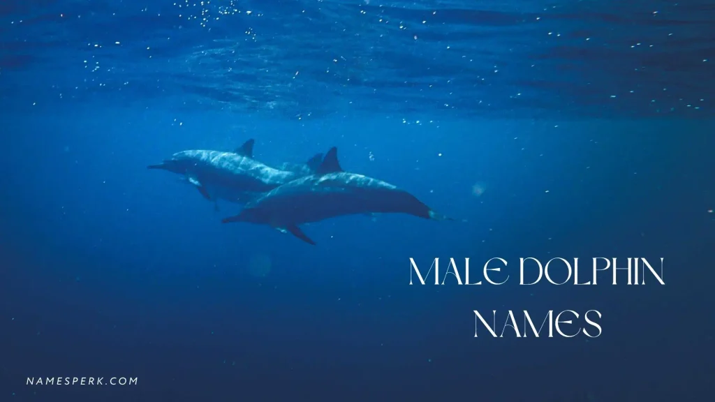 Male Dolphin Names