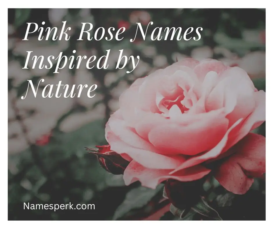 Pink Rose Names Inspired by Nature