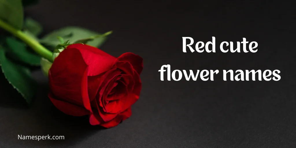 Red cute flower names